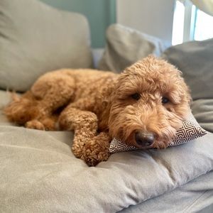 Meet your Posher, Carolina